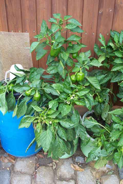 Paprika,Pflanzen www.gartenanlegen.eu